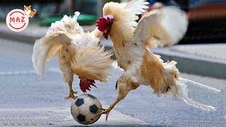 Funny Chickens - Chickens Make You Will Die Laughing - Funniest Animals Videos 2019