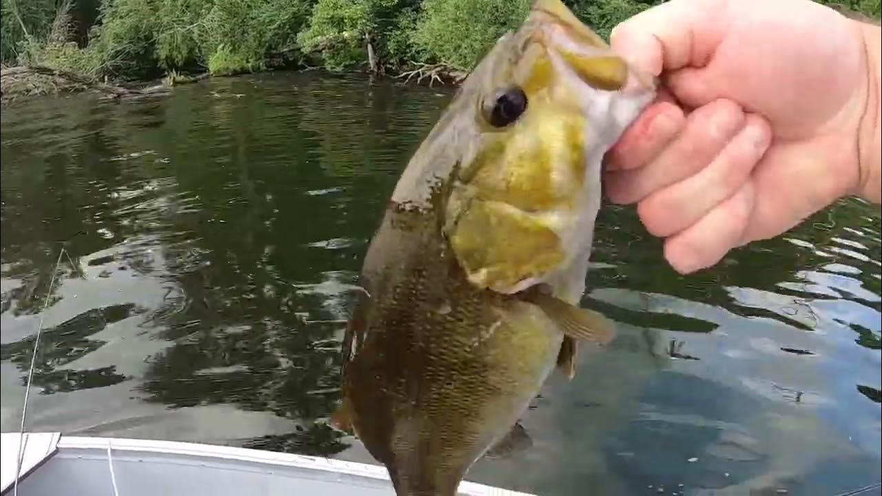 Lots Of Anglers Are Unsure About Fishing A Glide Bait! MUST Watch Before  You Try 