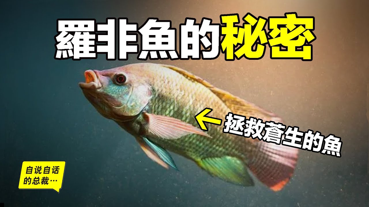 羅非（吳郭）魚：40年前的『垃圾魚』如今變身高級『潮鯛』？為什麼你買不到母羅非魚？它是基因改造的超級魚？原來，它是被神選中，一條正在拯救的魚……|自說自話的總裁