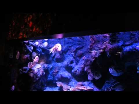 Nautilus at Monterey Bay Aquarium