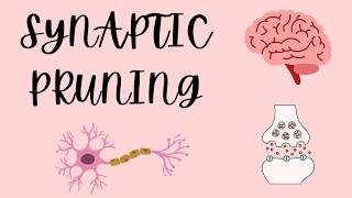 Synaptic Pruning || Breakthrough Junior Challenge 2026