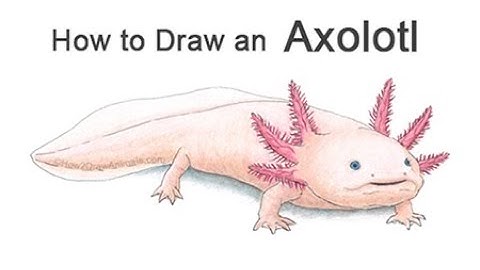 How to Draw an Axolotl