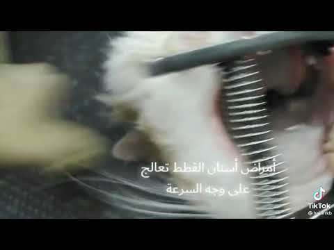 علاج امراض اسنان القطط طريقه سهله ومهمة لكل مربي