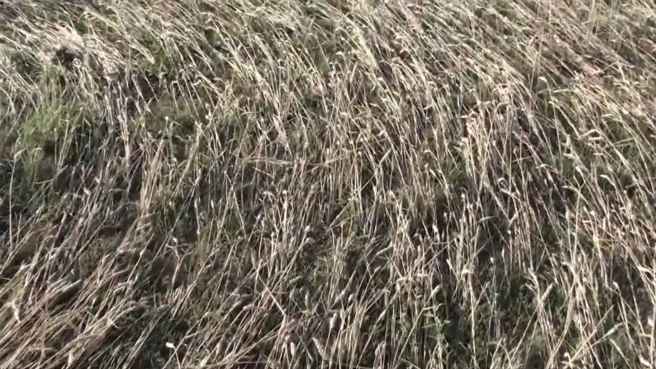 Kruhy v obilí - Lipník 9.7.2009