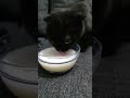 Patimiz çok acıktı süt içti 🐈‍⬛ 🍼 #keşfet #short #shorts #shortvideo #shortsvideo #new #cat #milk
