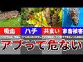 【ゆっくり】ハチに似たアブの正体とは?