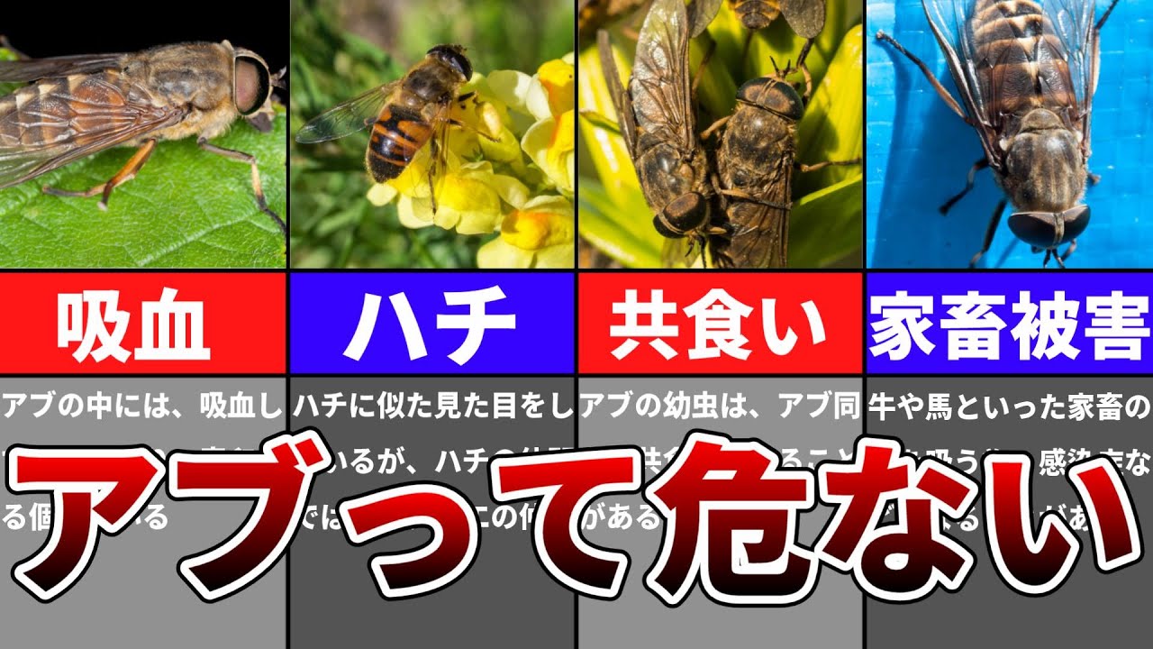 Yukkuri] What is that bee-like horsefly, anyway? - YouTube
