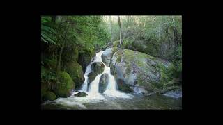 Australian Rainforest Sounds ASMR