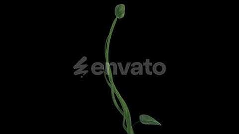 Realistic Plant Sprout Animation — Botanical Growth Loop with Alpha Channel 🌱✨