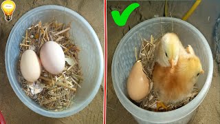 glass incubator hatching result 100% |\/sunlight chicken hatching without bulb \/\/incubator egg