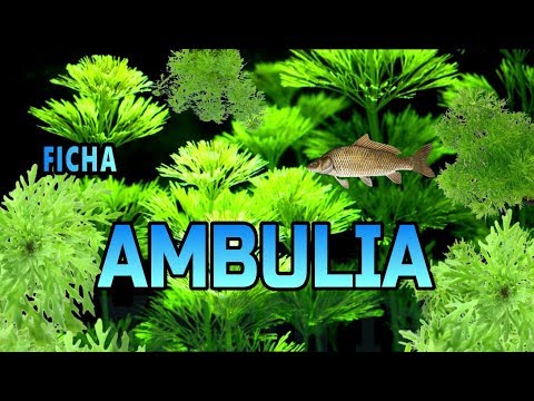 Vídeo: Água Ambulia Decorativa