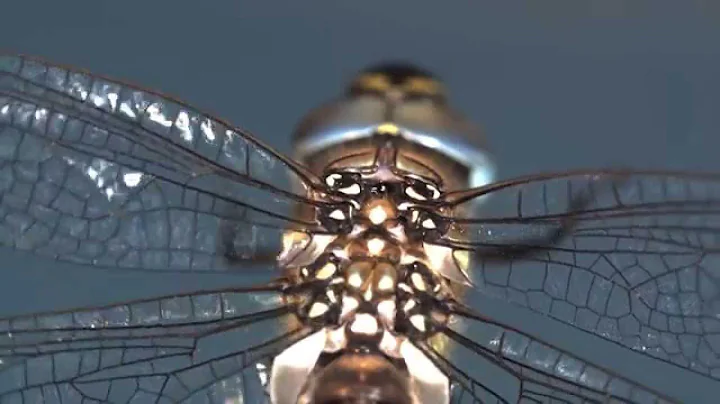 Investigating the Secrets of Dragonfly Flight - DayDayNews