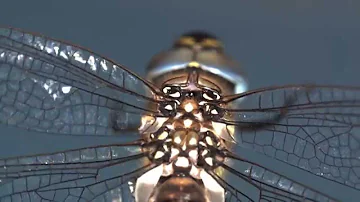 Investigating the Secrets of Dragonfly Flight