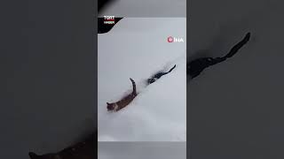 Kedilerin Karda Yürüyüşü Gülümsetti