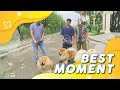 Mengenal Anjing Chow Chow Lebih Dekat! | Best Moment Safana (21/12/20)