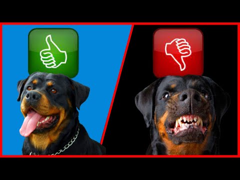 Vídeo: Seu cão é agressivo ou exuberante? Veja como saber