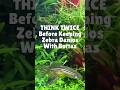 THINK TWICE Before Adding Bettas &amp; Zebra Danios Together