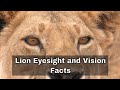 Lion eyesight and vision  facts