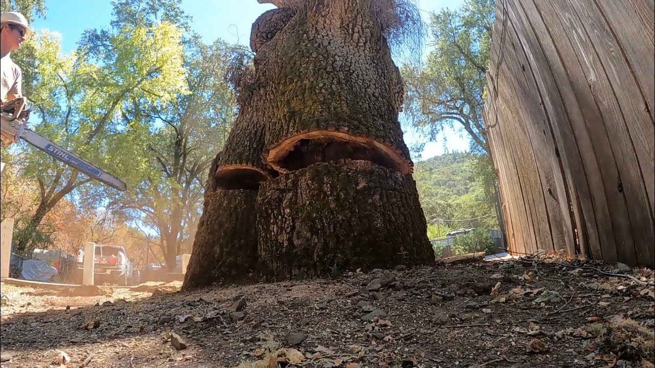 Felling huge oak - YouTube