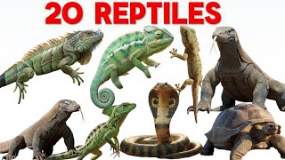 🦎 20 Amazing Reptiles | Learn About Snakes, Lizards & Turtles | Educational Video  | Reptiles |
