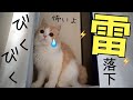 猫の目の前に雷が落ちました...。