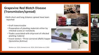 Sampling Grapevine Red Blotch Virus Intended audience: Colorado Grape growers