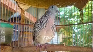 SUARA SINGKAT BURUNG PERKUTUT LOKAL