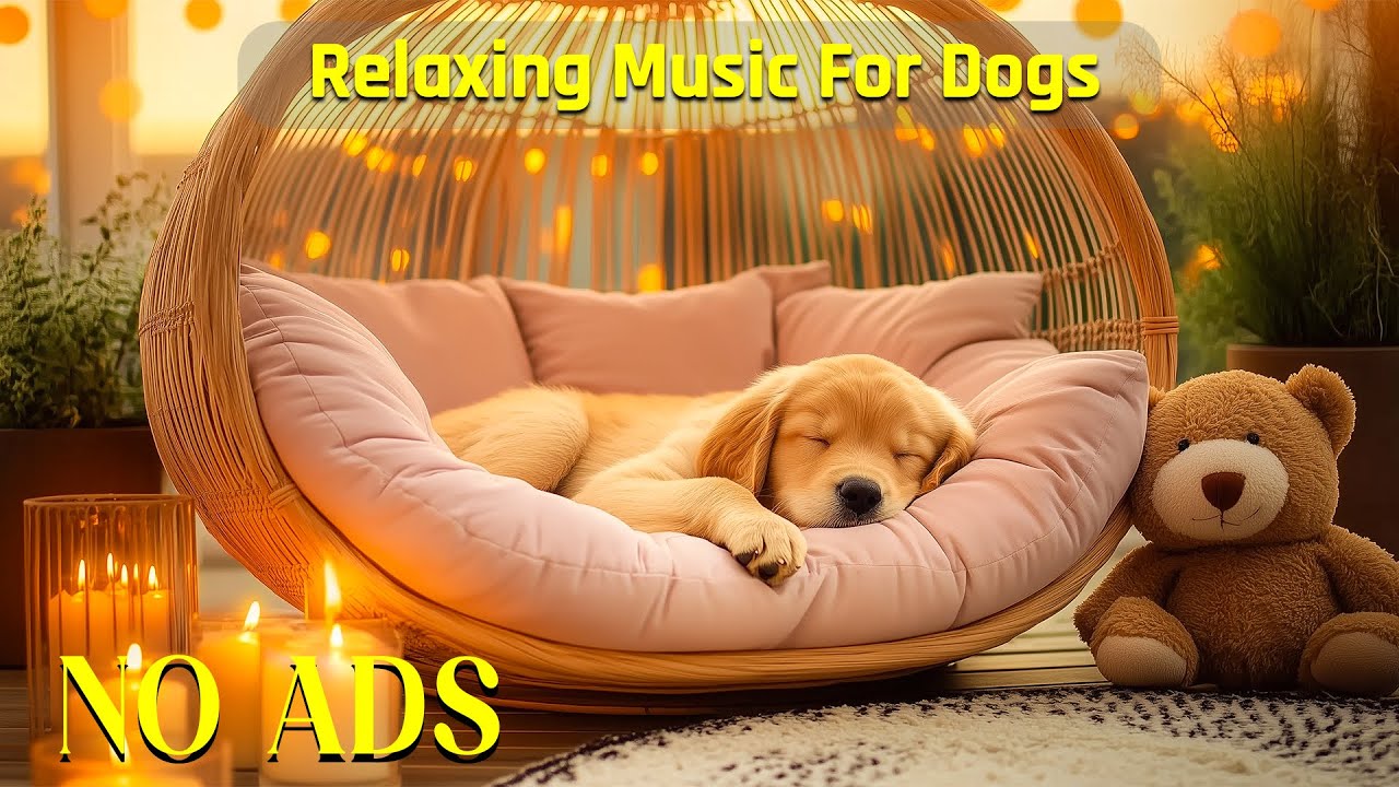 12 часов музыки, которые помогут вашей собаке крепко спать 🐶💤 Успокаивающие звуки, которые помогут