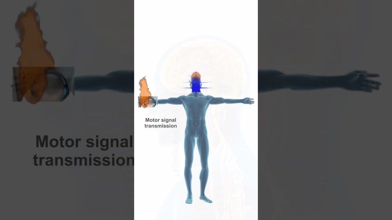 how brain works