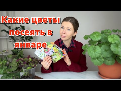 Какие цветы пора сеять в январе