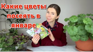 Какие цветы пора сеять в январе