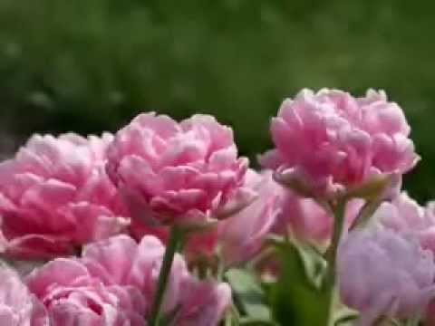 Yesuve manalane Prathayasin Old Malayalam christian song