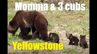 Trip to Yellowstone to see bears and cubs. Tips in description for finding bears.