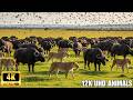 Watch African Lions Roam in Stunning 4K | Wildlife, Safari Adventure