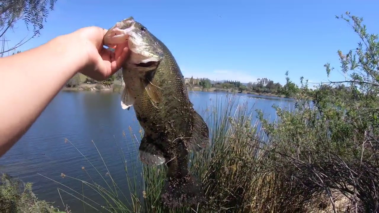 Sight fishing for bass on almaden lake