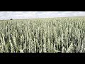 Канадская  пшеница Фарел в колосе, 26.05.2019