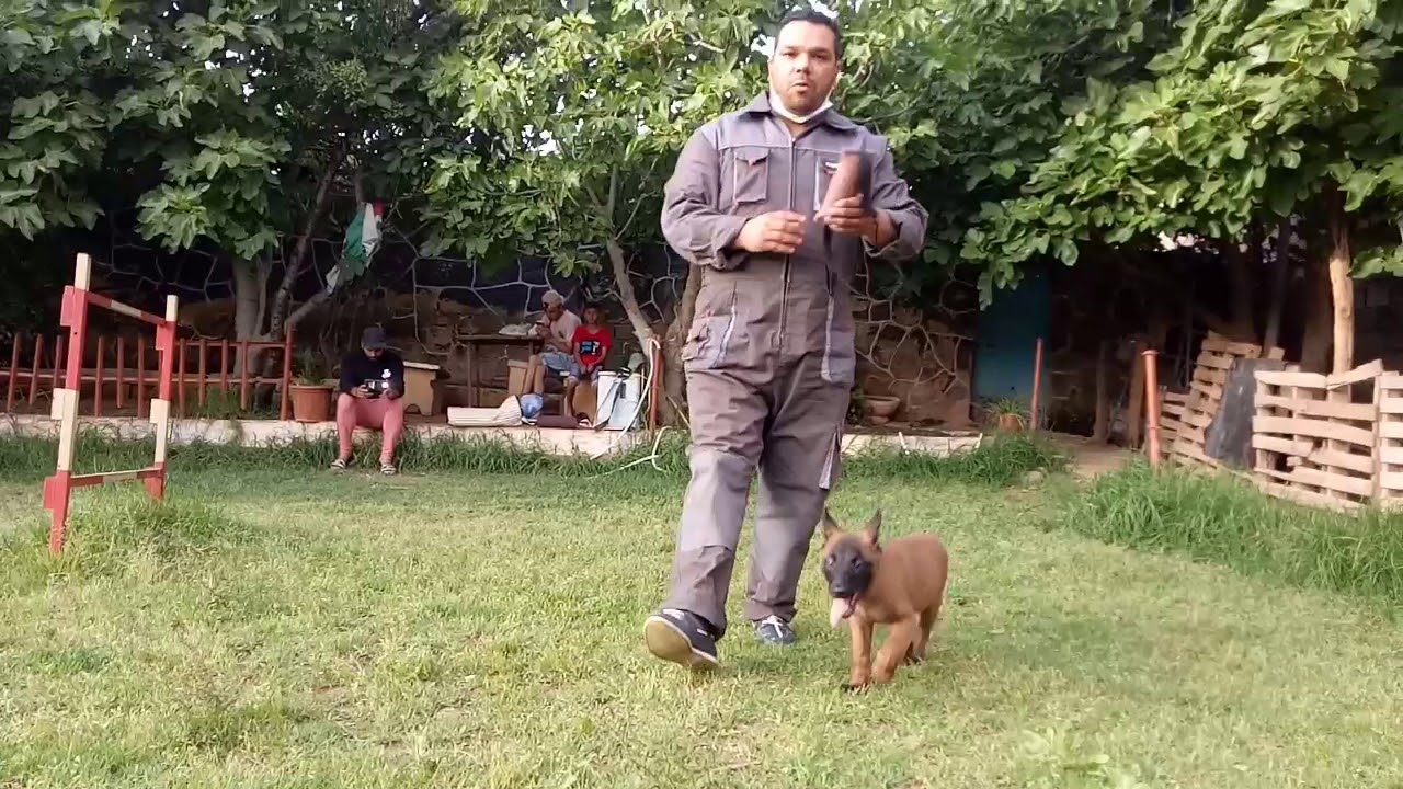 الطرق الأولية لترويض الجراء