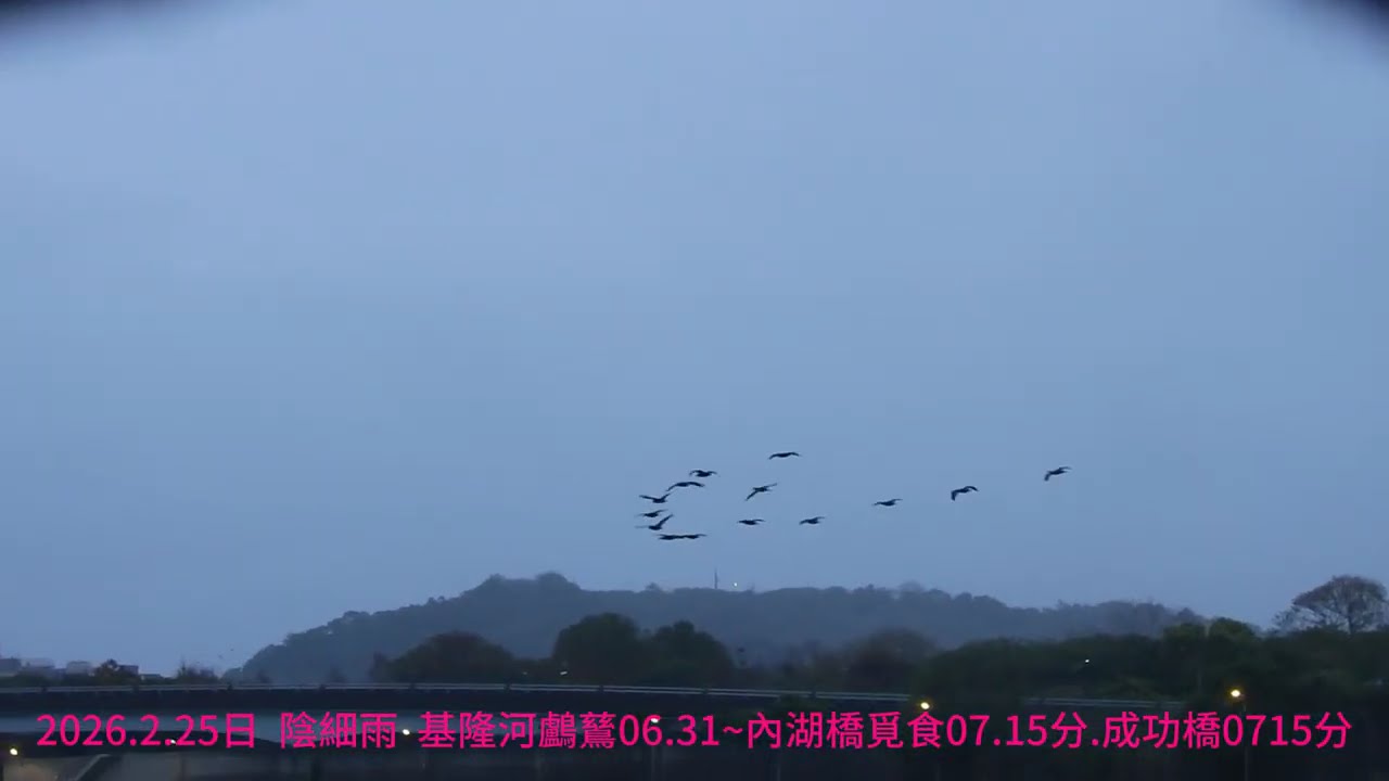 2026.2月25日細雨  基隆河鸕鶿