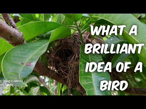 Video: Se pot uda cuiburile păsărilor?