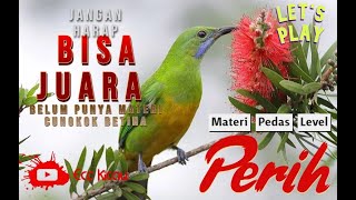 'Perihnya ditelinga' jangan harap bisa juara kalo belum dengar materi cungkok betina