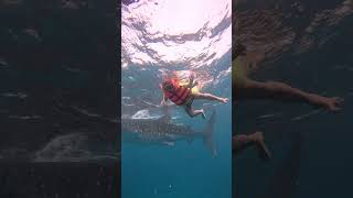 Download Lagu Swimming with Butanding. MP3