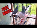 Giving Away/Selling MANY Of My Pigeons!