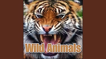 Animal, Lion - Single Roar, Cat Wild Cats - Lions, Tigers, Jaguars