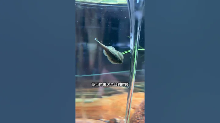 旋渦瀑布”魚缸”，現在可以養魚啦！還能養什麼魚？怎麼餵食？哈哈 - 天天要聞