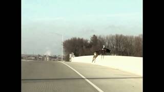 Вы когда-нибудь видели, как олень прыгает с моста?