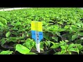 Control Fungus Gnats with Beneficial Nematodes