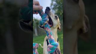 Dog park fun of cute whippet dog #cute #whippet #dog