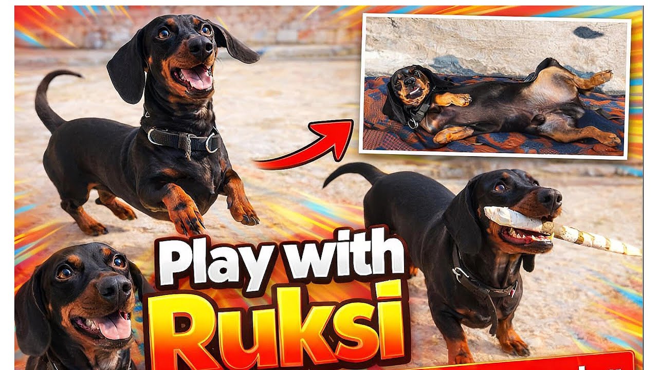 Play With Ruksi 🐶 - Dolly Family Vlog || Sausage Dog - Puppy Small Breed || 
