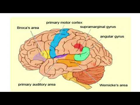 Anatomi Otak - Psikolinguistik (Zikri & Yunita
