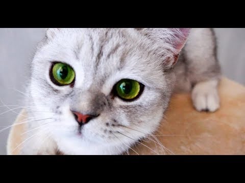 Выставка Котиков Встретили Бантика Смешные котята Прикольное видео